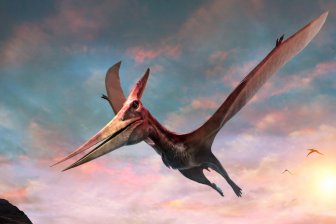 Птерозавр с 7-метровым размахом крыльев летал над Австралией 105 миллионов лет назад
