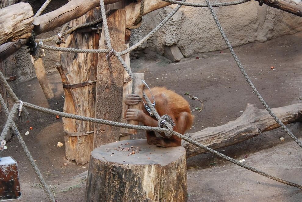 Орангутанам дали молотки: что из этого получилось