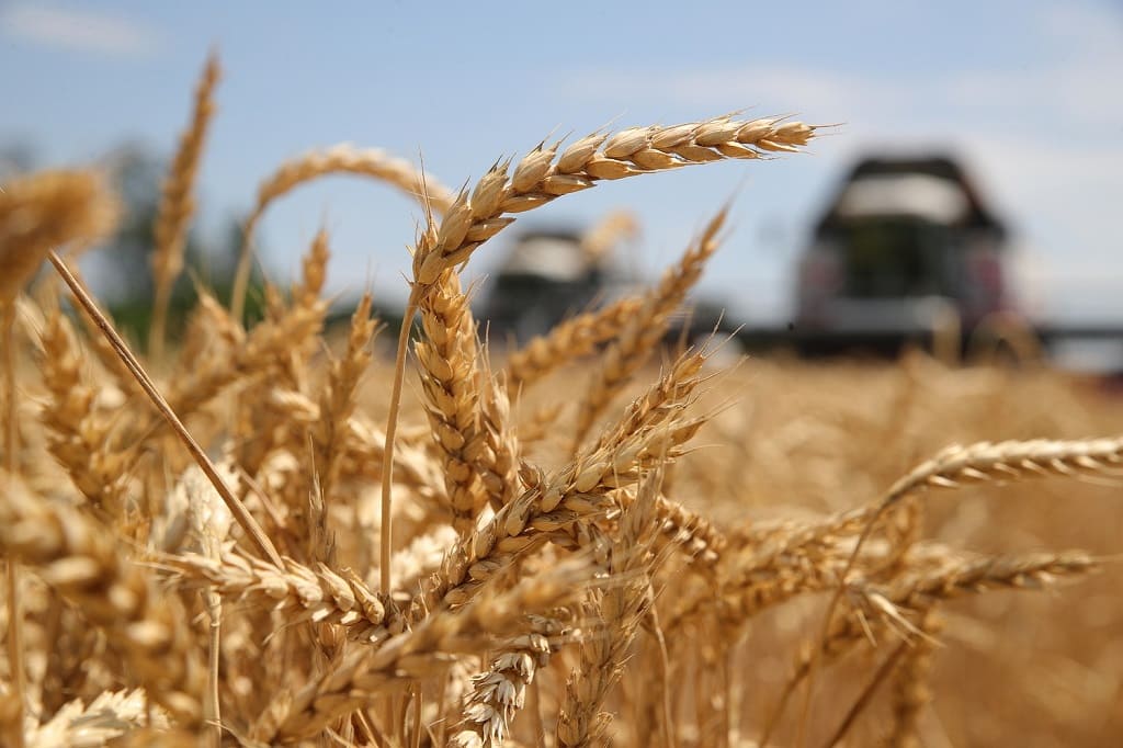 В Ростовской области собрали рекордный урожай пшеницы