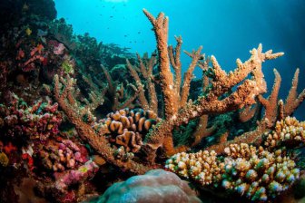 На Большом Барьерном рифе обнаружен удивительно крупный 400-летний коралл