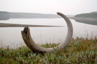 На острове Котельный в Арктике обнаружено самое северное палеолитическое поселение в мире