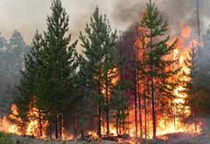 В России ликвидировали крупный лесной пожар