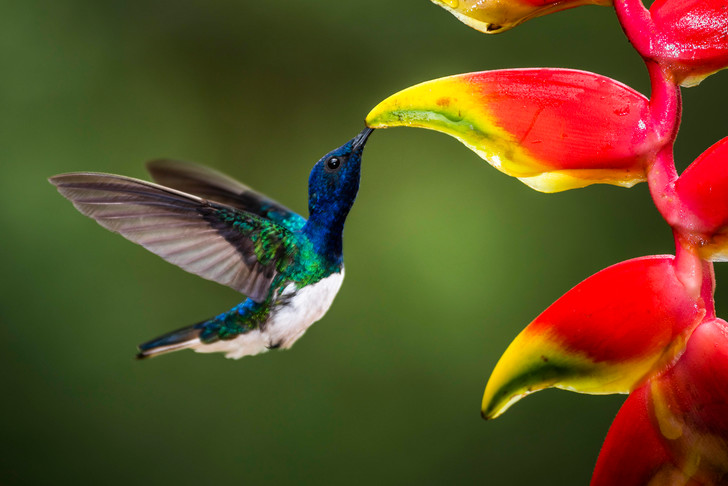 Орнитологи обнаружили, что самки колибри «маскируются» под самцов, чтобы избежать притеснений