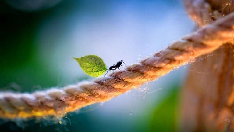 муравей на верёвке