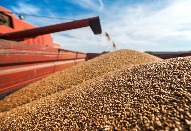 В мире сокращаются объемы производства пшеницы