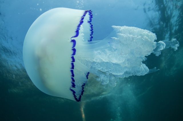 Украинский губернатор предложил судиться с РФ из-за нашествия медуз в море