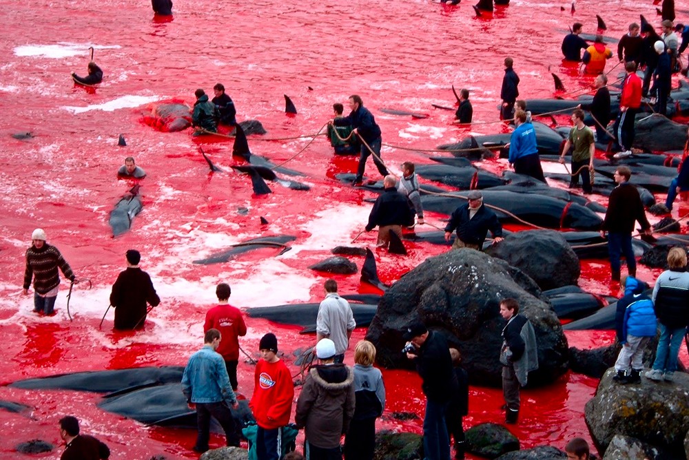 На Фарерских островах убили более 1500 дельфинов