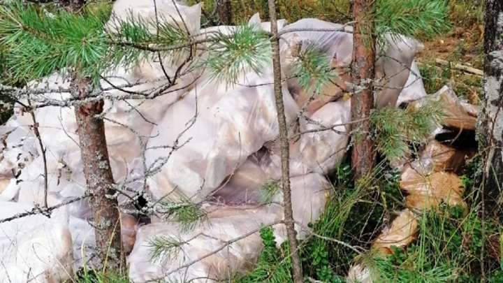 Под Костромой в лесу обнаружили десятки буханок хлеба