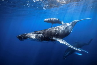 горбатых китов можно использовать при оценке ртутного загрязнения Антарктики