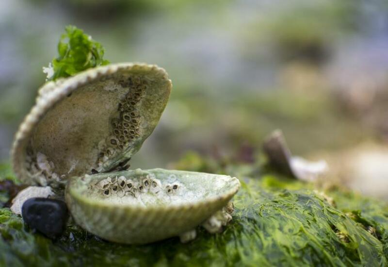 Найдены водоросли, выделяющие смертоносный яд
