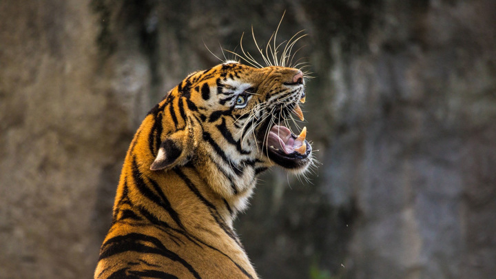 Как восстановить популяцию тигров: мнение президента