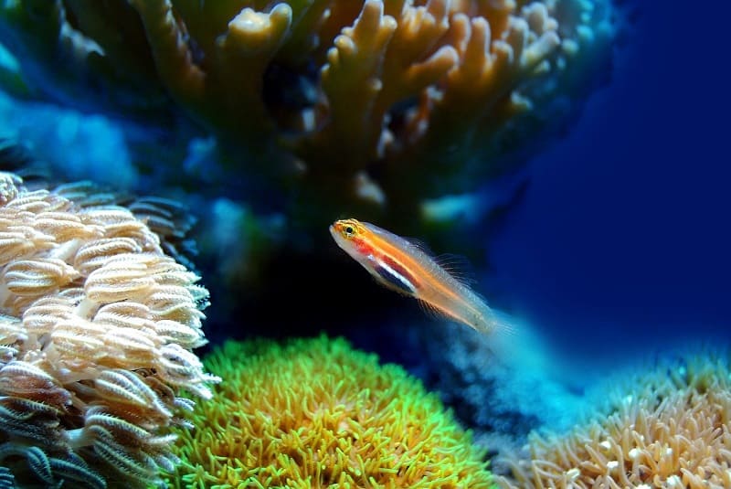 Музыка спасёт рифы?
