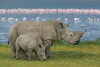 причины вымирания носорогов
