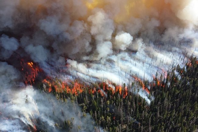 Площадь погибших из-за пожаров лесов может быть до 15 раз выше статистики