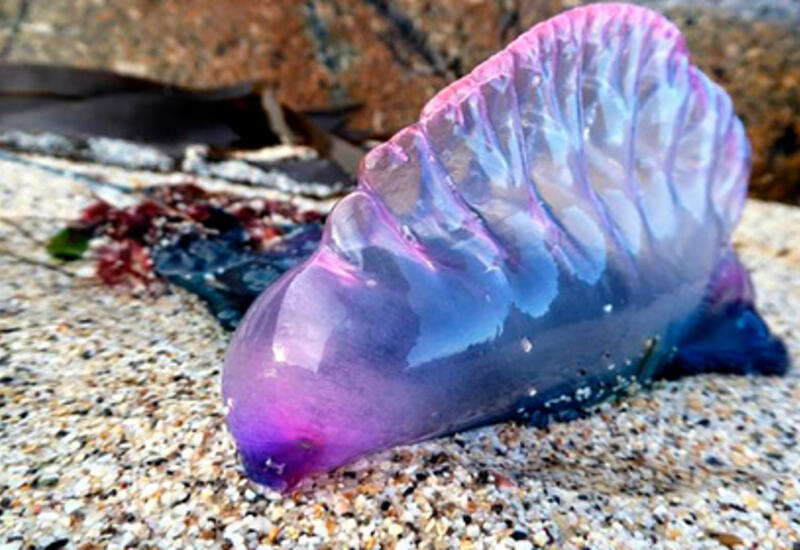 У берегов Великобритании заметили смертельно опасных фиолетовых существ
