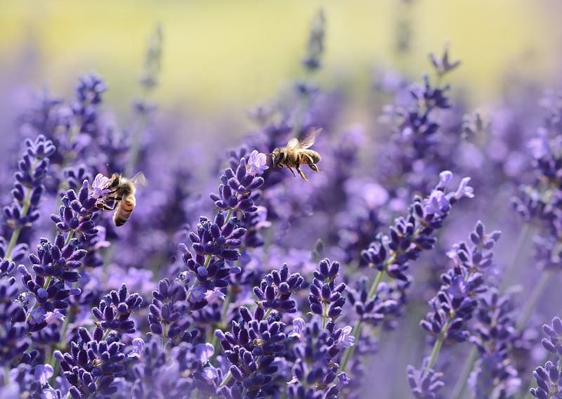 Пчёлы собирают пыльцу при помощи электрического разряда
