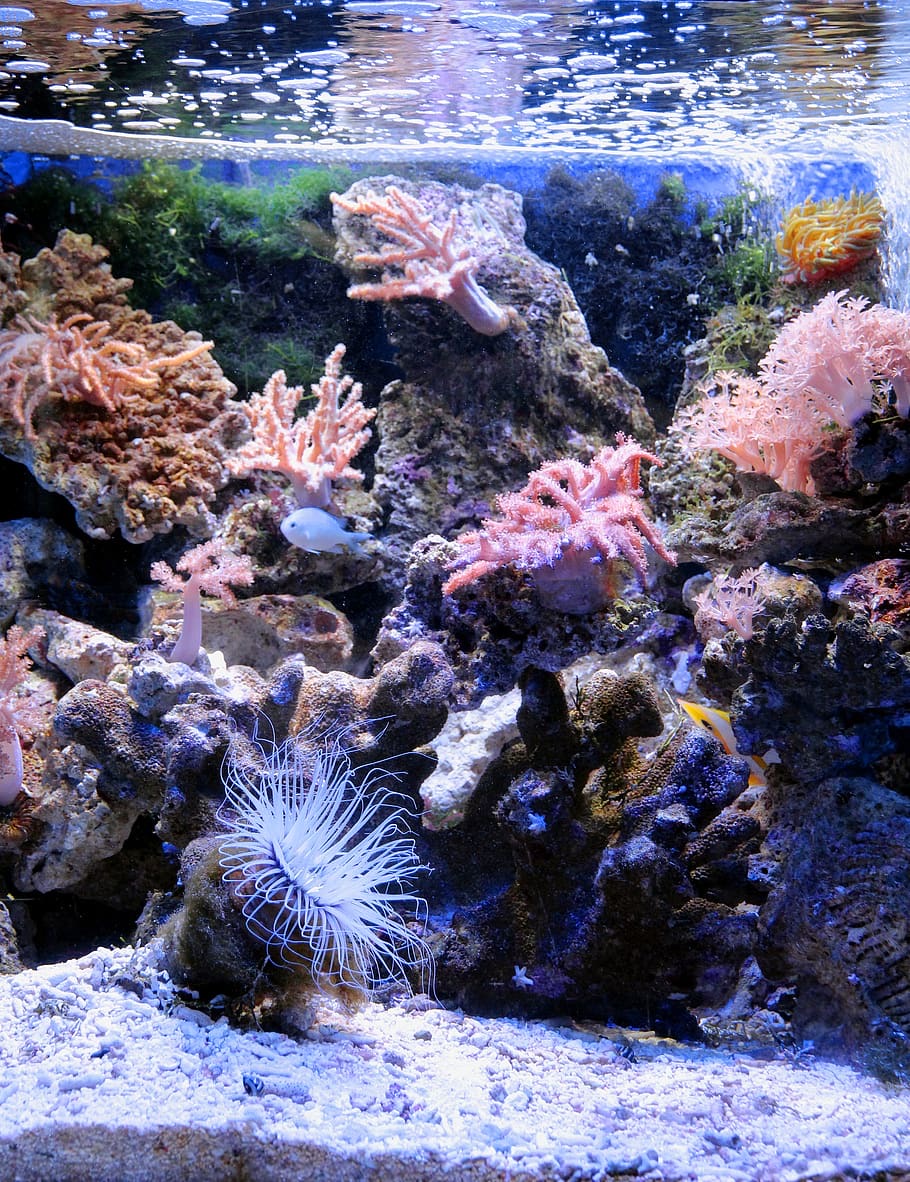 Морской аквариум - красочный подводный мир в своем доме