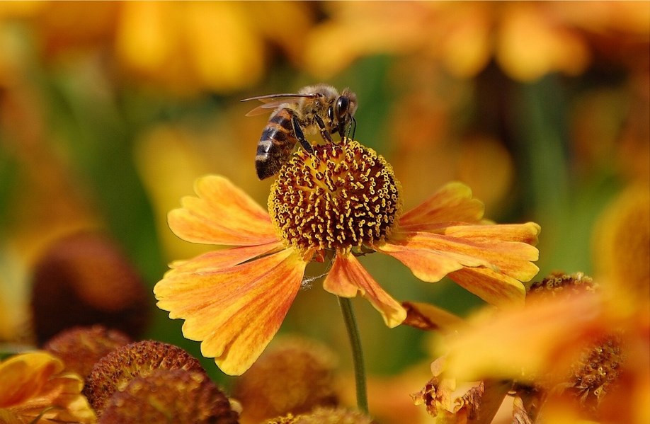Народный календарь на 10 октября – Савватий-пчеловод