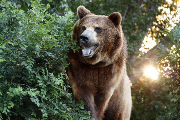 Почему символом России считается медведь