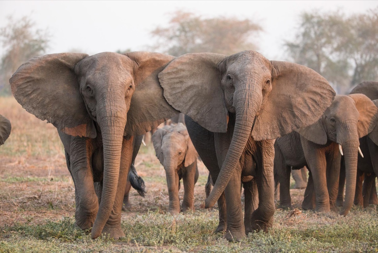 Африканские слоны стали рождаться без бивней из-за браконьеров