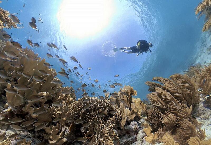 Как остановить исчезновение кораллов?
