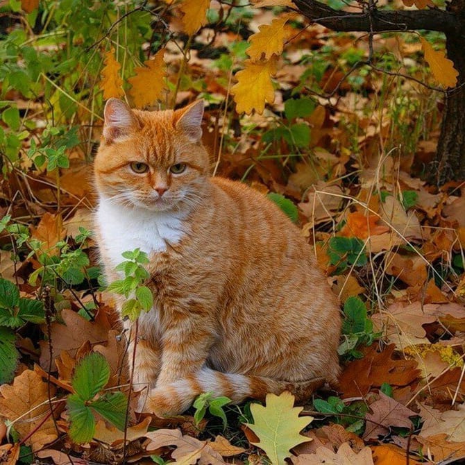 Осенние коты- Оранжевые лица.