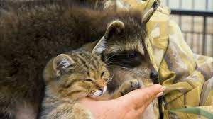 Отверженный енот Шурик подружился с котенком в крымском сафари-парке
