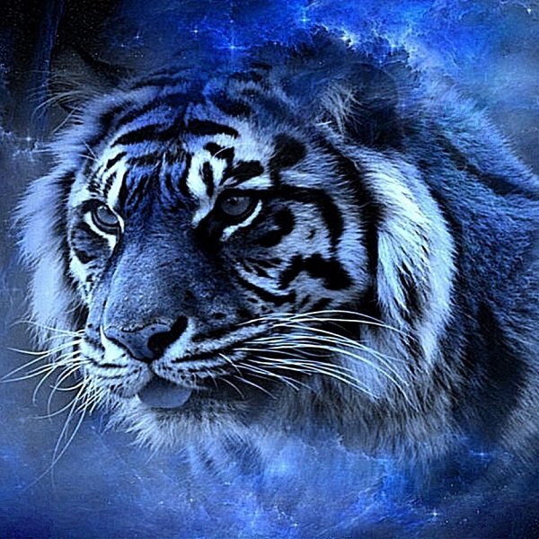 Наступающий 2022 год Водяного тигра. Приметы и прогнозы астрологов