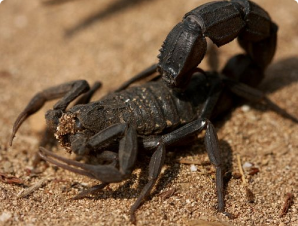 В Египте более 500 человек пострадало от укусов скорпионов
