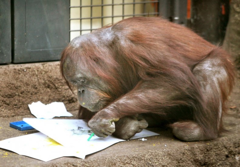 Рисунки орангутангов меняются в зависимости от настроения животных и времени года