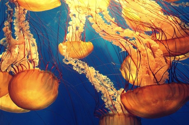 Шторм выбросил на побережье Черного моря около миллиона медуз