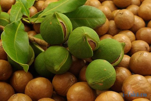 Макадамия — самые дорогие орехи в мире