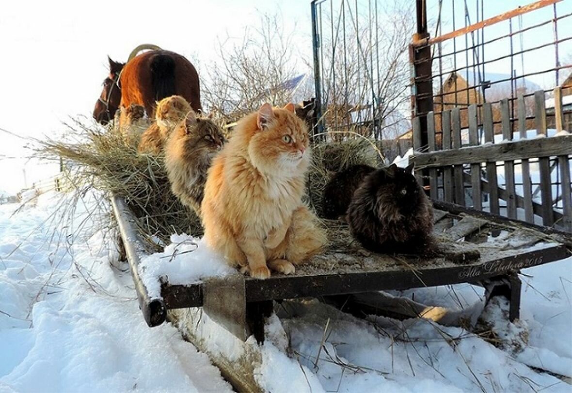 Суровые Деревенские коты