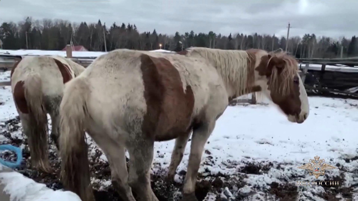 В Подмосковье отец и сын похищали спортивных лошадей на мясо