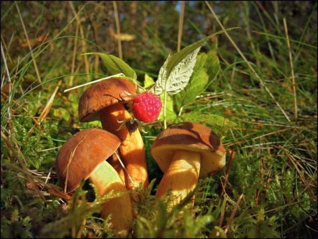 В Краснодарском крае с 20-го декабря вступают в силу новые правила по сбору валежника, травы, грибов и ягод