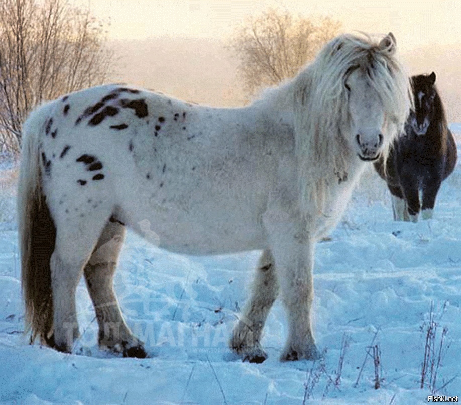 Якутская порода лошадей