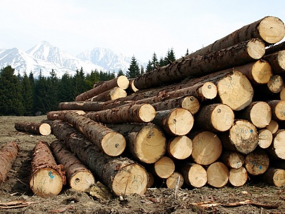 Россия поставила исторический рекорд по вывозу леса