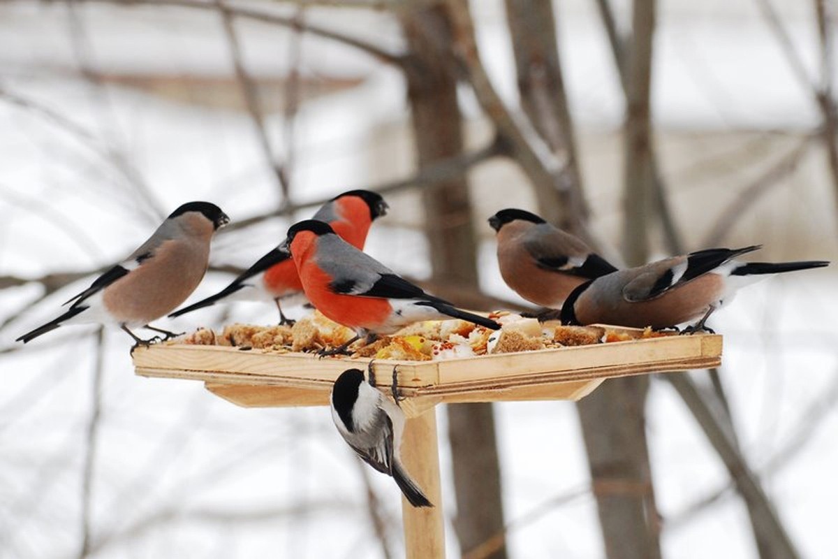 Покормите птиц зимой.