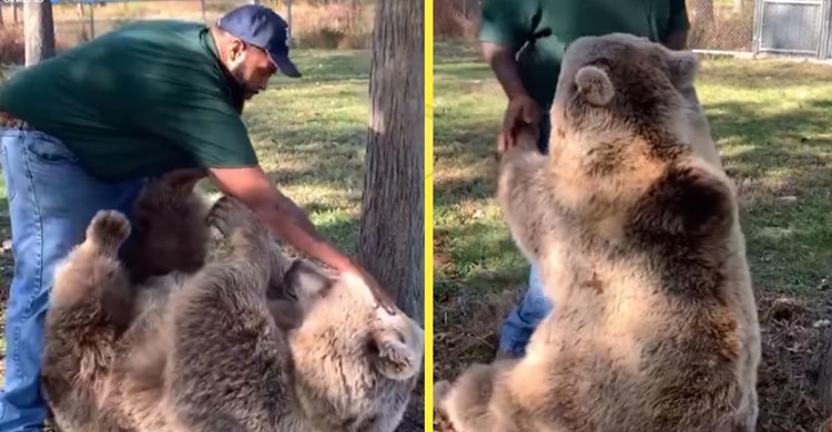 Мужчина навестил осиротевшую медведицу, которую выкормил. Её реакция бесценна!