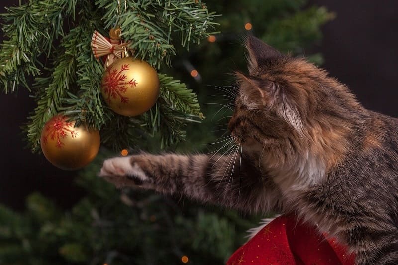 Как животные видят новогоднюю елку?