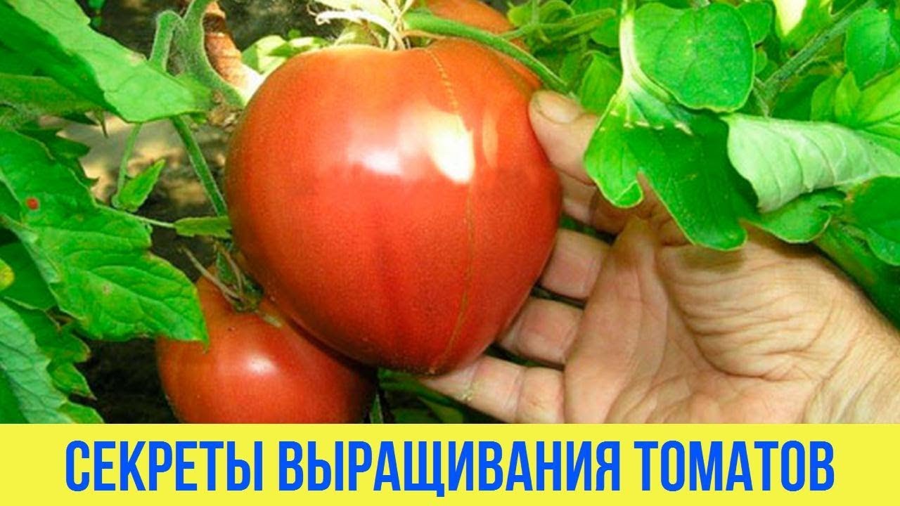Как облегчить выращивание томатов Делимся простыми секретами чтобы получить урожай помидоров