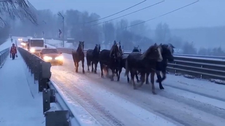 В Смоленской области табун лошадей бегал по улицам города.
