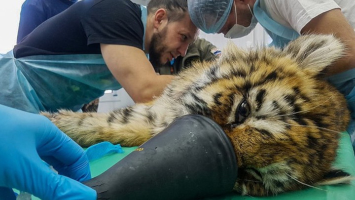 В Приморье выхаживают раненого тигренка, найденного в лесу