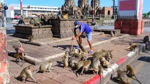 Полчища разбушевавшихся обезьян терроризируют тайский город