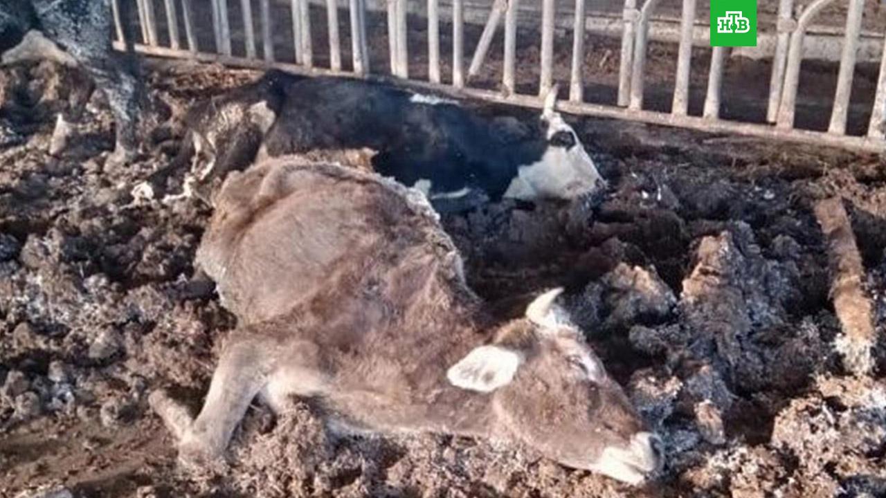 Голодные коровы умирают на полуразрушенной ферме под Иваново