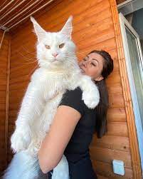 «Питается недостойными и пьёт водку»: гигантский белый кот из России покорил мир