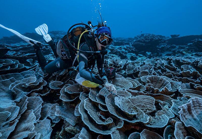 У берегов Таити найден самый большой коралловый риф