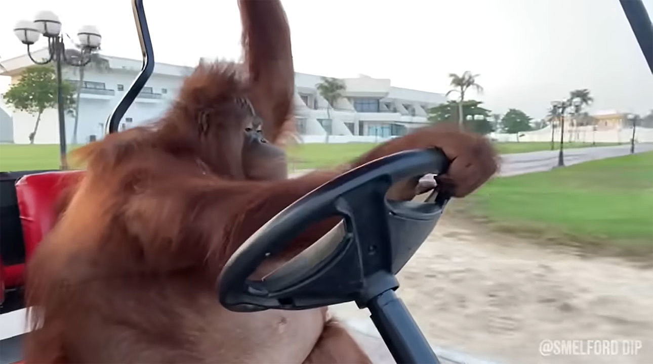 орангутан за рулем тележки для гольфа