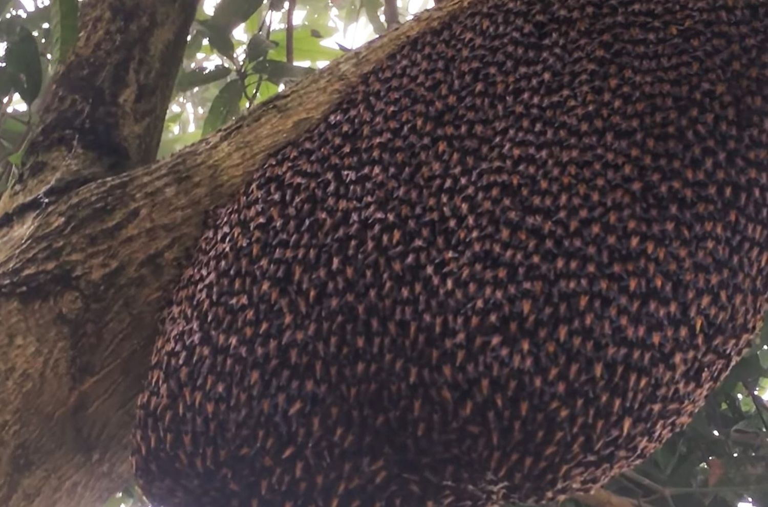Медоносные пчелы защищают себя и свое гнездо, эффект пульсирующей волны