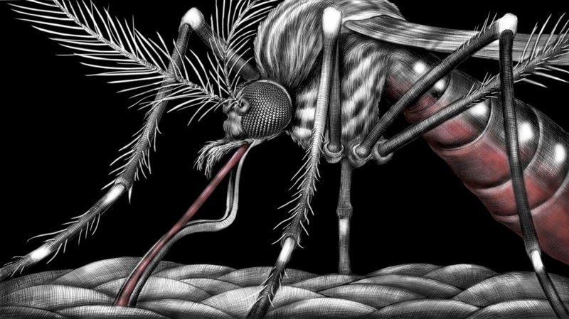 Новое оружие США : Миллиарды ГМО-комаров будут выпущены в Калифорнии и Флориде
